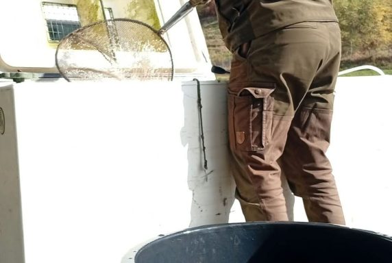 Zarybnenie revírov kaprom, pstruhom potočným a podustvou severnou – fotka 21