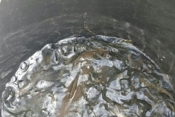 Zarybnenie revírov kaprom, pstruhom potočným a podustvou severnou – fotka 19