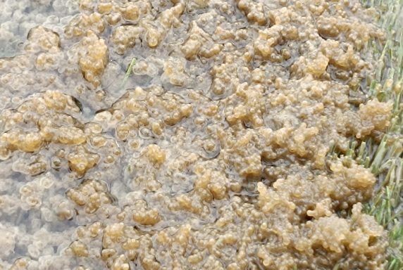 Kontrola hniezd pre podporu neresu zubáča – fotka 4