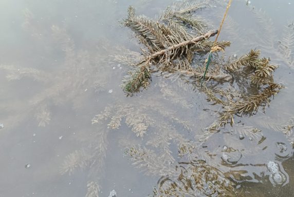 Kontrola hniezd pre podporu neresu zubáča – fotka 2