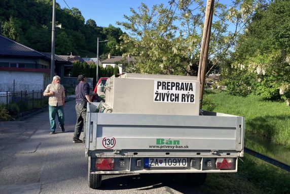 Potok Radomka a zarybnenie potočákom – fotka 13